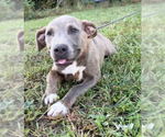 Small Bulldog Mix