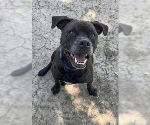 Medium Photo #3 Boxer Puppy For Sale in Riverside, CA, USA