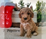 Small Photo #2 Goldendoodle (Miniature) Puppy For Sale in REED CITY, MI, USA
