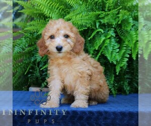 Goldendoodle (Miniature) Puppy for sale in NARVON, PA, USA