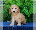 Small Goldendoodle (Miniature)