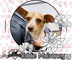 Dachshund-Unknown Mix Dogs for adoption in San Antonio, TX, USA
