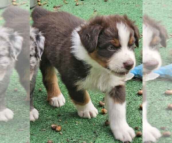 Medium Photo #3 Australian Shepherd Puppy For Sale in NELSON, VA, USA