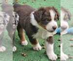 Small Photo #3 Australian Shepherd Puppy For Sale in NELSON, VA, USA