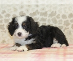 Small #3 Miniature Bernedoodle