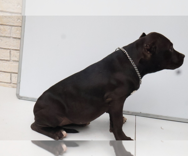 Medium Photo #2 American Bully Puppy For Sale in LOCUST, NC, USA
