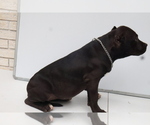 Small Photo #2 American Bully Puppy For Sale in LOCUST, NC, USA