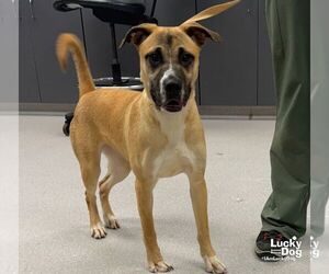 Labrador Retriever-Unknown Mix Dogs for adoption in Washington, DC, USA