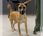 Rihanna - Female Labrador Retriever-Unknown Mix Dog for Adoption - Small photo