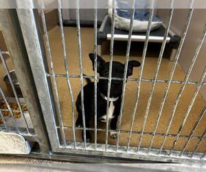 Chihuahua Dogs for adoption in Martinez, CA, USA