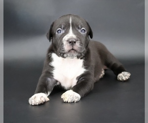 American Bully Puppy for sale in CHAMPAIGN, IL, USA