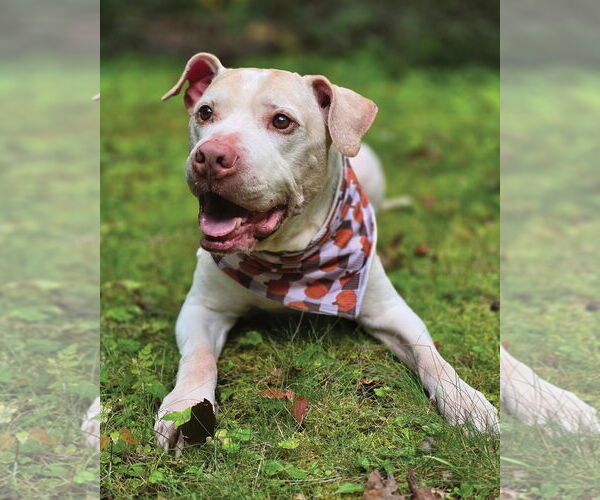 Medium Photo #5 American Pit Bull Terrier Puppy For Sale in Westminster, MA, USA