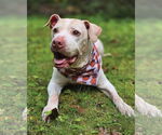 Small #4 American Pit Bull Terrier