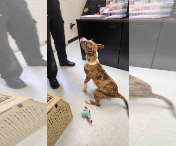 Medium Photo #17 American Bandogge mastiff Puppy For Sale in Spotsylvania, VA, USA