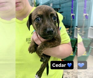 Mutt Dogs for adoption in Brewster, NY, USA