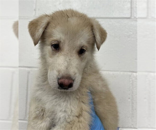 Medium Photo #1 German Shepherd Dog-Unknown Mix Puppy For Sale in San Bernardino, CA, USA