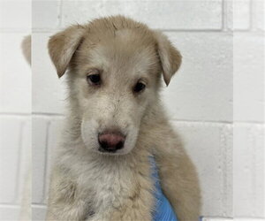 German Shepherd Dog-Unknown Mix Dogs for adoption in San Bernardino, CA, USA