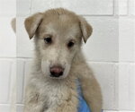Small German Shepherd Dog Mix