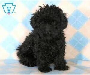 Poodle (Miniature) Puppy for sale in VERO BEACH, FL, USA