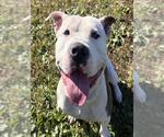 JIMMY KIBBLE - Male Mutt Dog for Adoption - Small photo