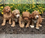 Small Photo #5 Goldendoodle-Poodle (Miniature) Mix Puppy For Sale in KINZERS, PA, USA