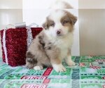Puppy 3 Miniature Australian Shepherd