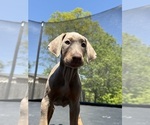 Small #25 Doberman Pinscher