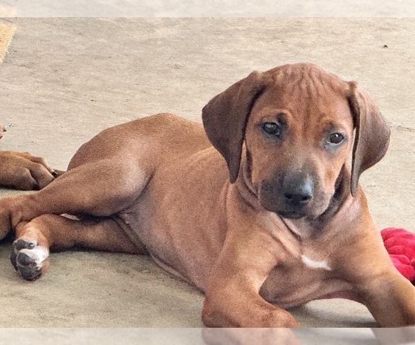 Medium Photo #16 Rhodesian Ridgeback Puppy For Sale in MADISON, GA, USA