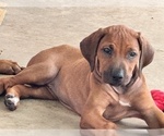 Small #15 Rhodesian Ridgeback