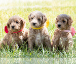 Small #3 Goldendoodle (Miniature)