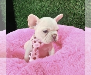 French Bulldog Puppy for sale in MEMPHIS, TN, USA