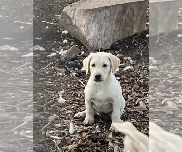 Medium Photo #6 Labrador Retriever Puppy For Sale in SPOKANE, WA, USA