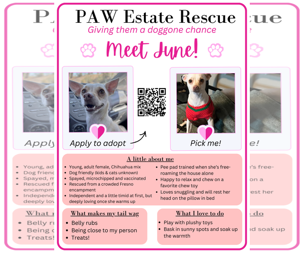 Medium Photo #6 Chihuahua-Unknown Mix Puppy For Sale in Visalia, CA, USA