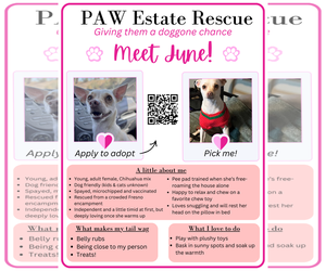 June - Female Chihuahua-Unknown Mix Dog for Adoption - Photo #6
