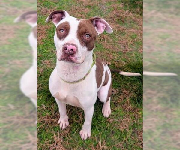 Medium Photo #1 Mutt Puppy For Sale in Akron, OH, USA