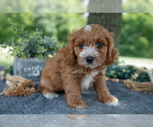 Medium Cavapoo