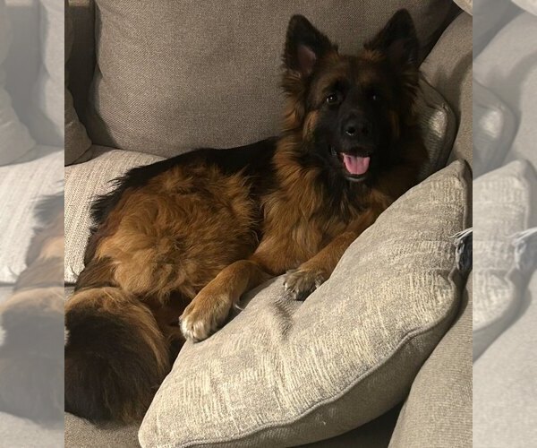 Medium Photo #10 German Shepherd Dog Puppy For Sale in LA FAYETTE, NY, USA