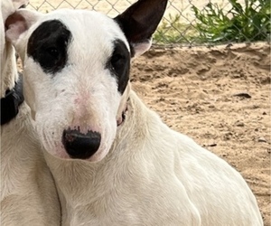 Mother of the Bull Terrier puppies born on 01/10/2023