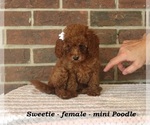 Small #2 Poodle (Toy)