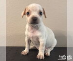 Small Photo #2 Chihuahua-Unknown Mix Puppy For Sale in Washington, DC, USA
