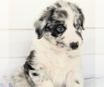 Small Photo #5 Australian Shepherd Puppy For Sale in HOHENWALD, TN, USA