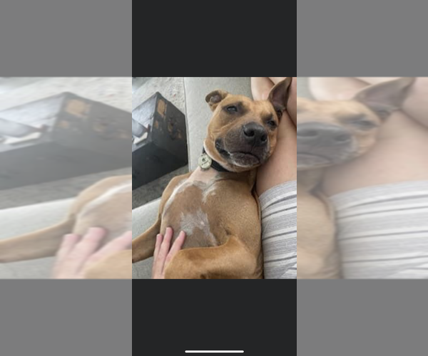 Medium Photo #3 Black Mouth Cur-Unknown Mix Puppy For Sale in St. Augustine, FL, USA