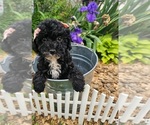 Small #3 Poodle (Toy)