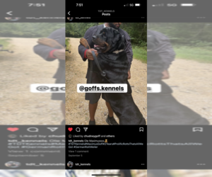 Father of the Rottweiler puppies born on 04/21/2025