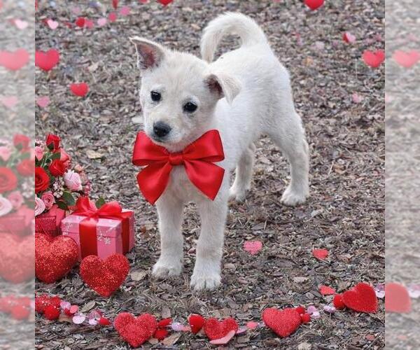 Medium Photo #3 Shiba Inu-Unknown Mix Puppy For Sale in Yardley, PA, USA