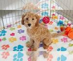 Frankie - Male Cavapoo mix (+ Poodle Miniature) Puppy for Sale - Photo #7