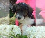 Puppy Daisy Collie-Poodle (Miniature) Mix