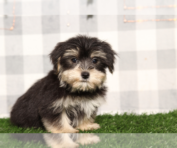 Medium Photo #3 Morkie Puppy For Sale in MARIETTA, GA, USA