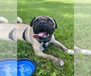 Pug Dogs for adoption in Indianapolis, IN, USA