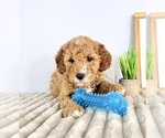 Small #2 Goldendoodle (Miniature)